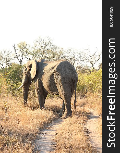 Elephant In Sabi Sands