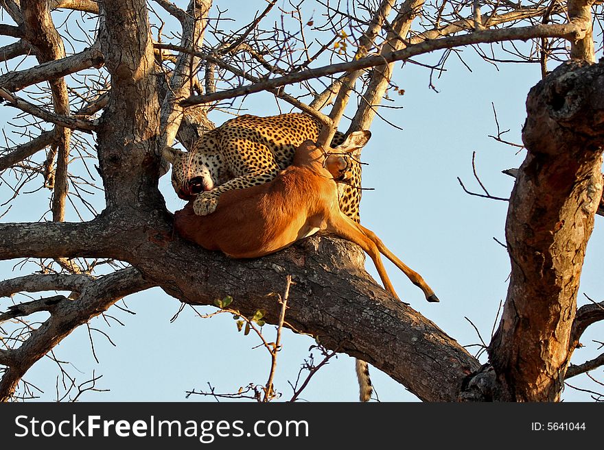 Leopard In A Tree With Kill