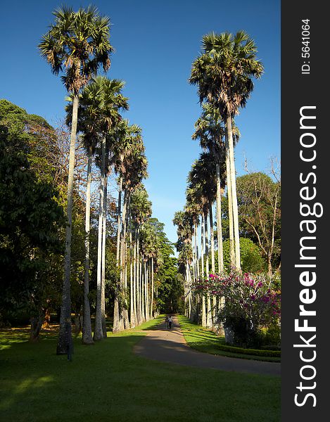 Palm path in Royal botanic garden at Kandy, Sri Lanka