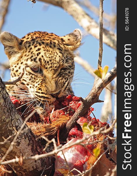 Leopard in a tree with kill in Sabi Sands Reserve