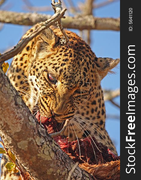 Leopard in a tree with kill in Sabi Sands Reserve