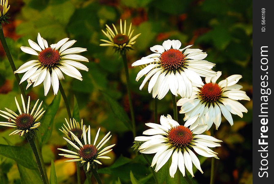 Bunch of white daisies against green background