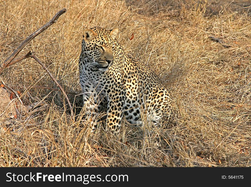 Leopard in the Sabi Sands