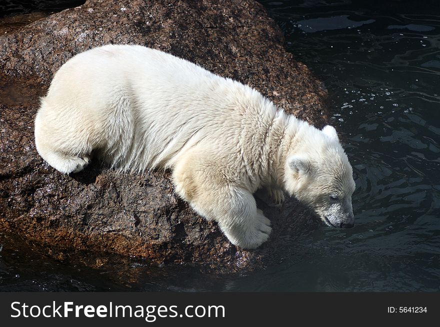 Young white bear cub waiting for fish