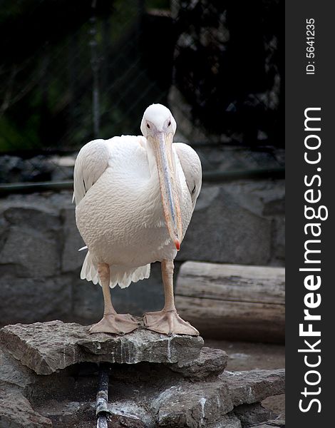 Big white pelican on stone