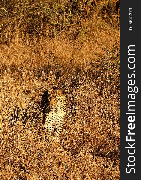 Leopard In The Sabi Sands