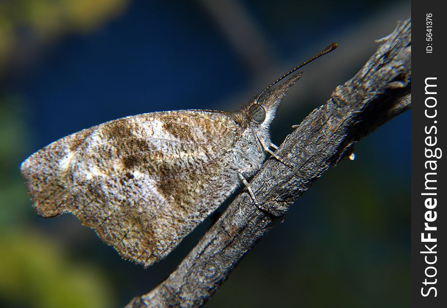 Close-up of butterfly perched on tree branch in nature. Horizontally framed shot. Close-up of butterfly perched on tree branch in nature. Horizontally framed shot.