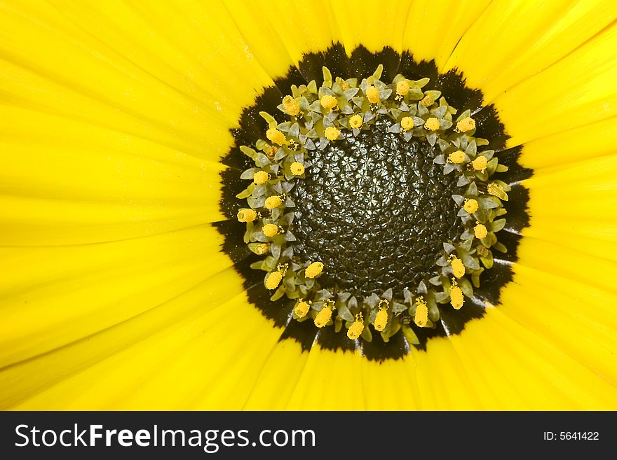 Close-up of a yellow wild flower. Close-up of a yellow wild flower