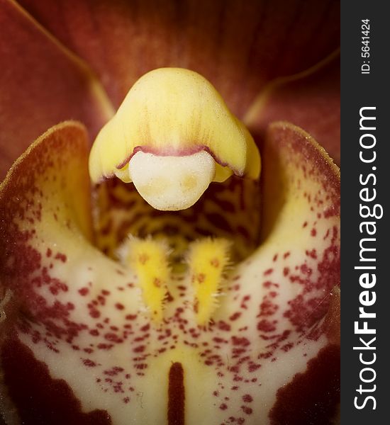 Close-up of an orchid. Close-up of an orchid