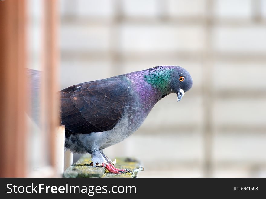 The pigeon looks in a camera
