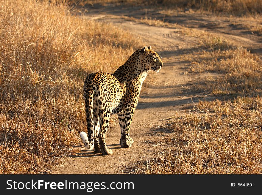 Leopard In The Sabi Sands