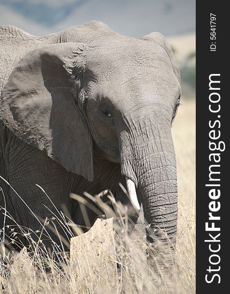 Elephant eating grass in the Masai Mara Reserve (Kenya)