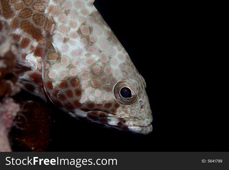 Honeycomb grouper has round brown spots on its fin,head and body.Can be found in tropical marine waters of indo-pacific ocean.