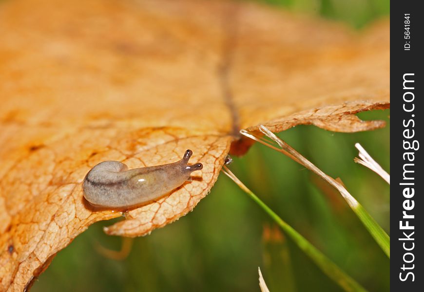 This guy can eat dozens of grass or leaves one day~It's not a snail~maybe somebody thinks it's disgusting while I want to show its beauty~. This guy can eat dozens of grass or leaves one day~It's not a snail~maybe somebody thinks it's disgusting while I want to show its beauty~