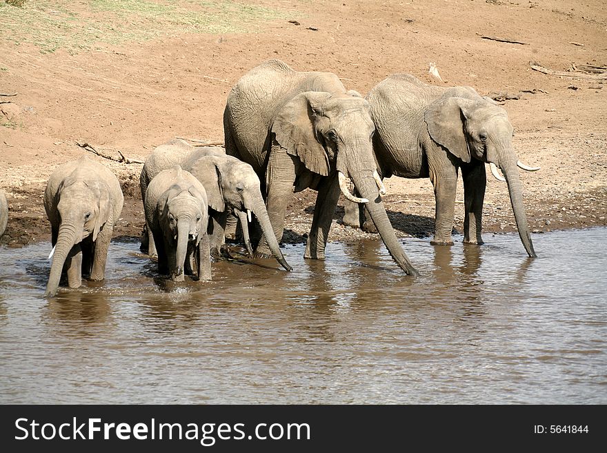 Elephant family drinking at the Mara River in the Masai Mara Reserve (Kenya)