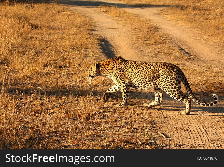 Leopard in the Sabi Sands