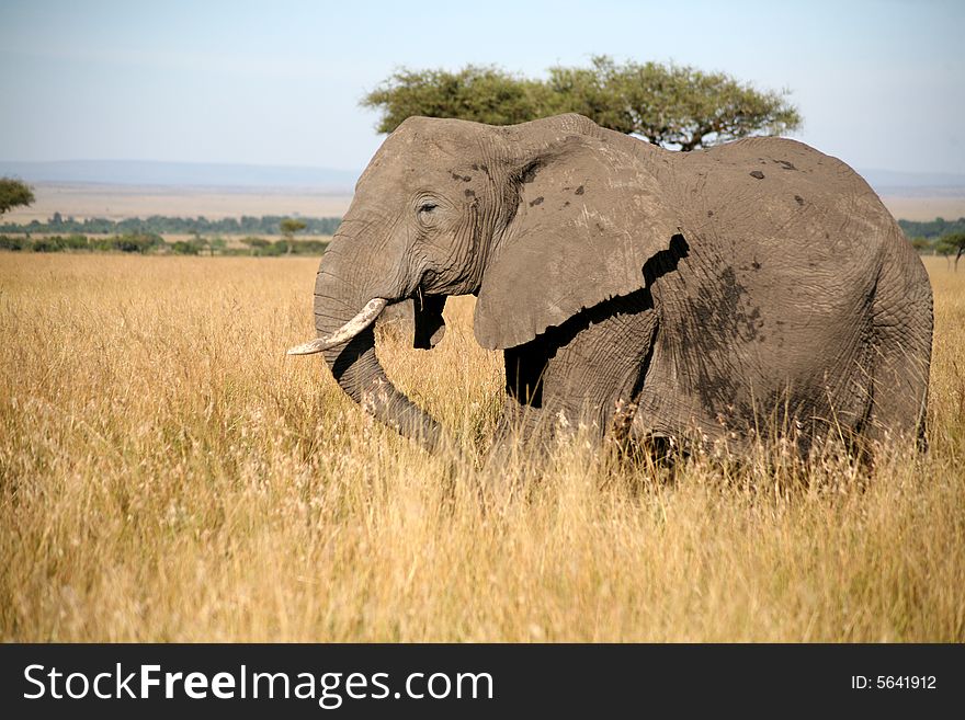 Elephant walks through the grass in the Masai Mara Reserve (Kenya)