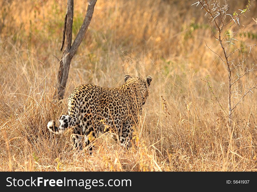 Leopard in the Sabi Sands Reserve