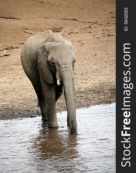 Elephant drinking at the Mara River in the Masai Mara Reserve (Kenya)
