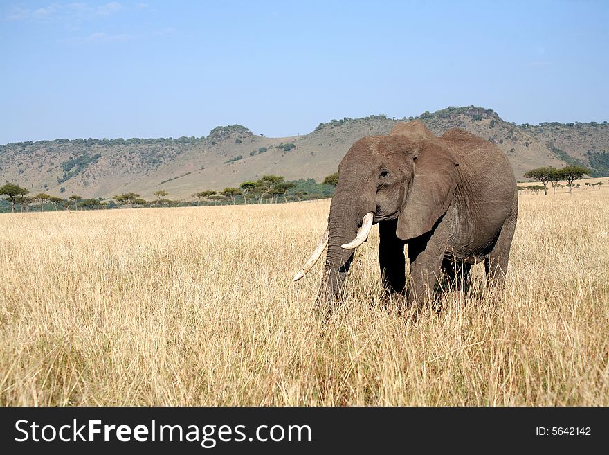 Elephant walks through the grass in the Masai Mara Reserve (Kenya)