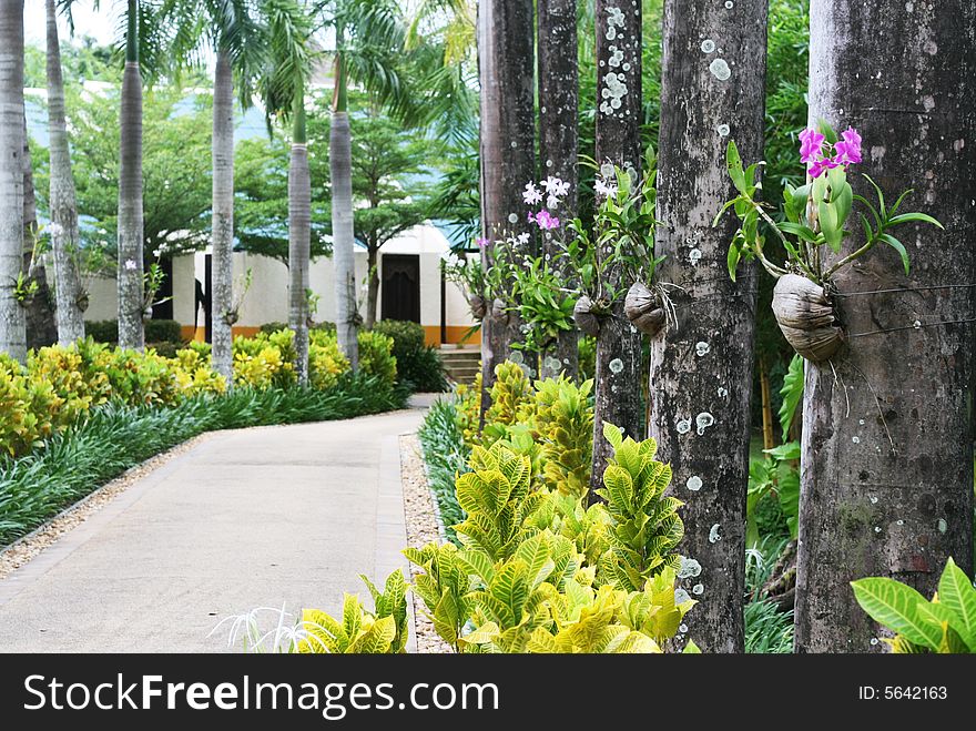 Beautiful tropical garden with orchid pots on the trees.