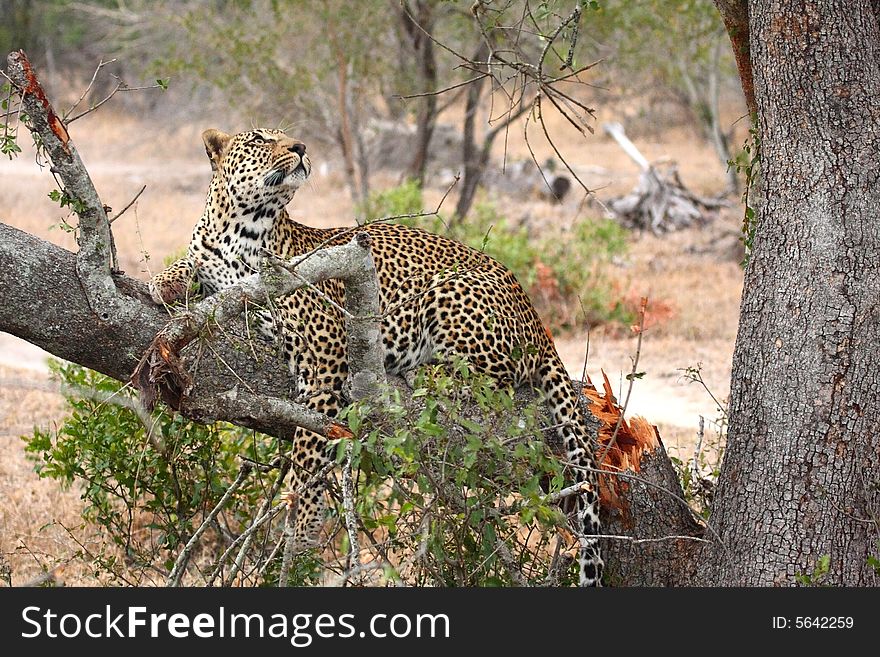 Leopard in a tree in the Sabi Sands Reserve