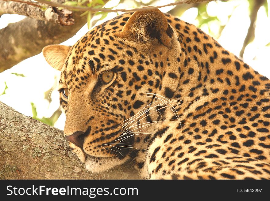 Leopard in a tree in the Sabi Sands Reserve