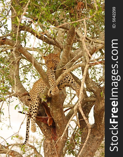 Leopard in a tree with kill in Sabi Sands Reserve