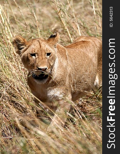 Lion cub walking through the grass