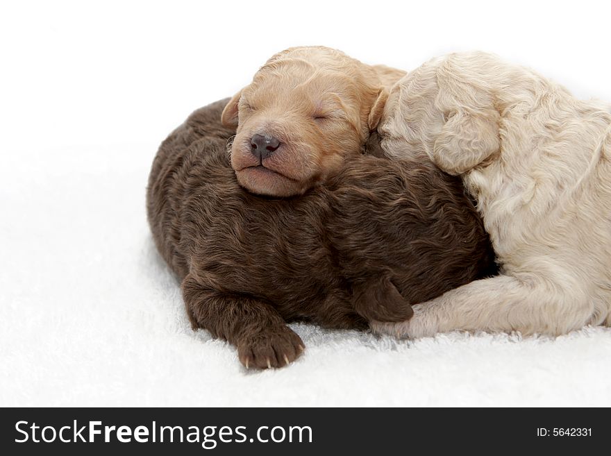 Three little puppies sleeping close together. Three little puppies sleeping close together