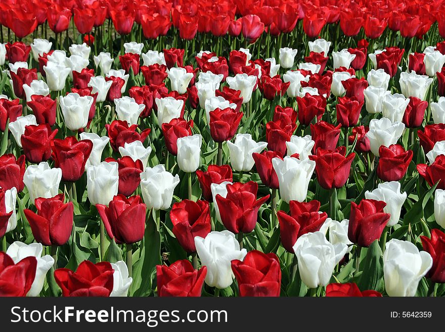 Vivid red and soft white tulips for background