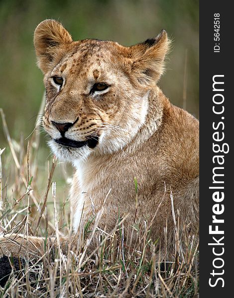 Lion cub lying in the grass in the Masai Mara Reserve in Kenya