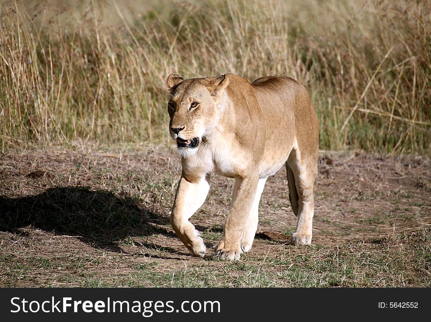 Lioness Walking Through The Grass