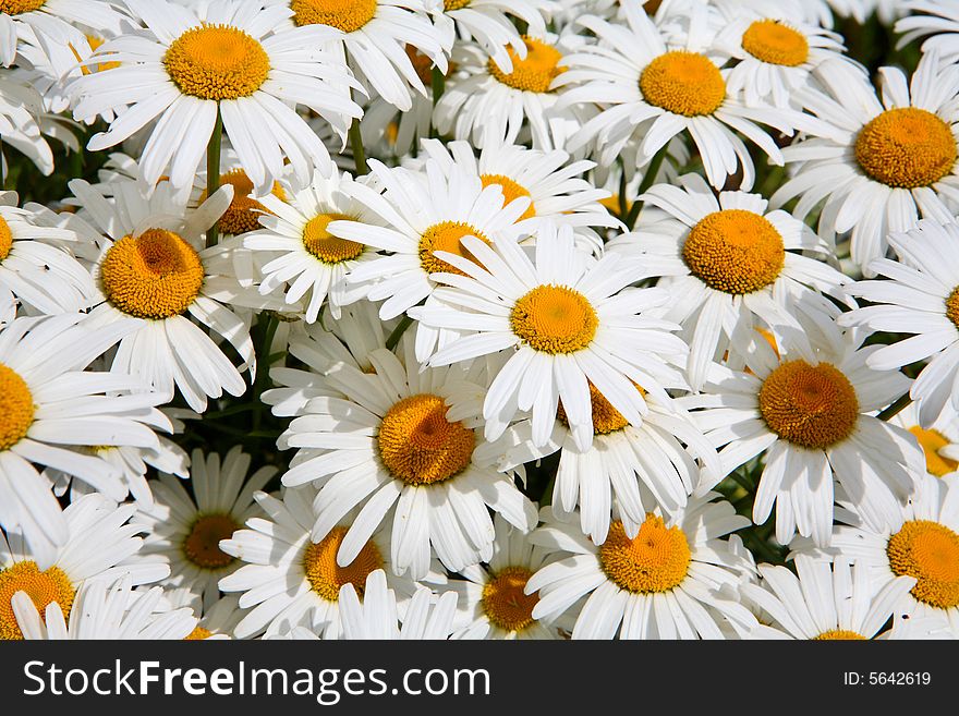 Daisy background - many summer flowers as a background