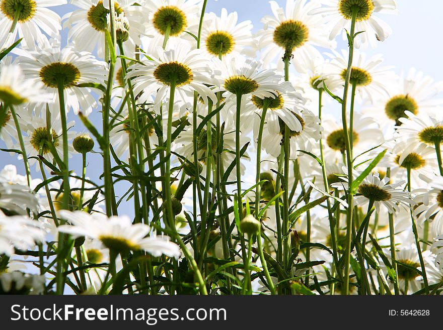 Daisy background - many summer flowers in the meadow