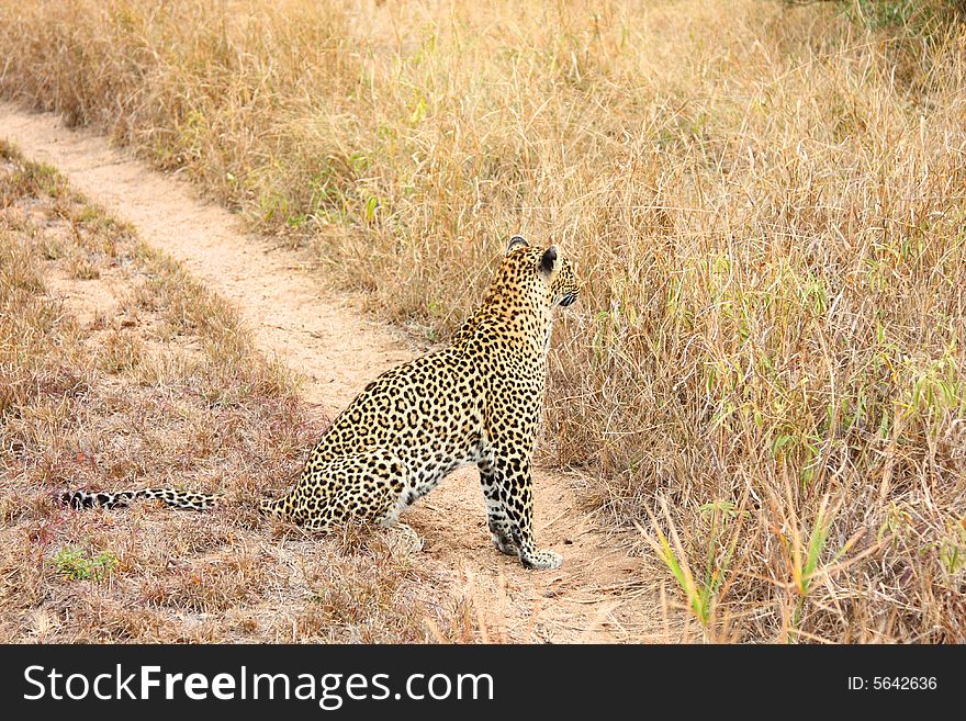 Leopard in the Sabi Sands Reserve