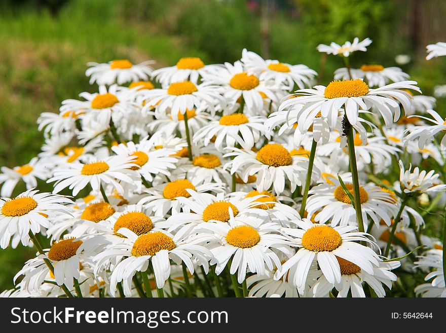 Daisy background - many summer flowers as a natural bouquet