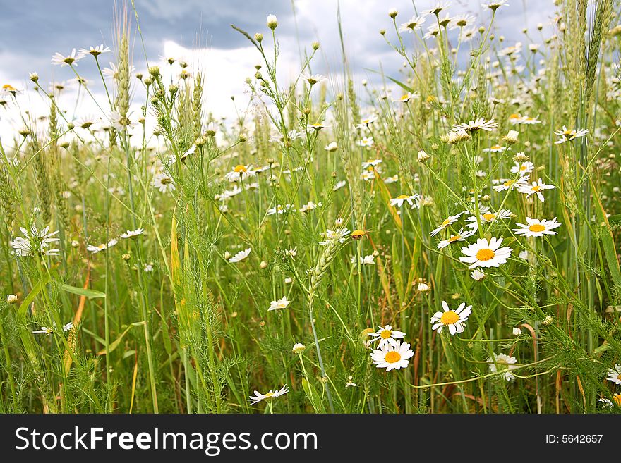 Daisy background - many summer flowers in the meadow