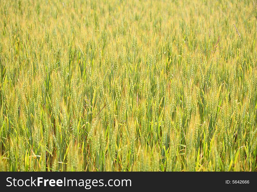 Wheat field - natural summer background. Wheat field - natural summer background