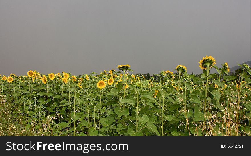 Sunflowers and clouds in umbria, italy