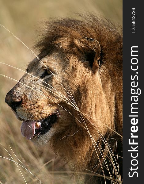 Majestic lion portrait in the grass in the Masai Mara Reserve in Kenya