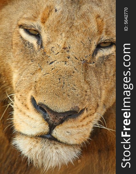 Lion In Sabi Sands