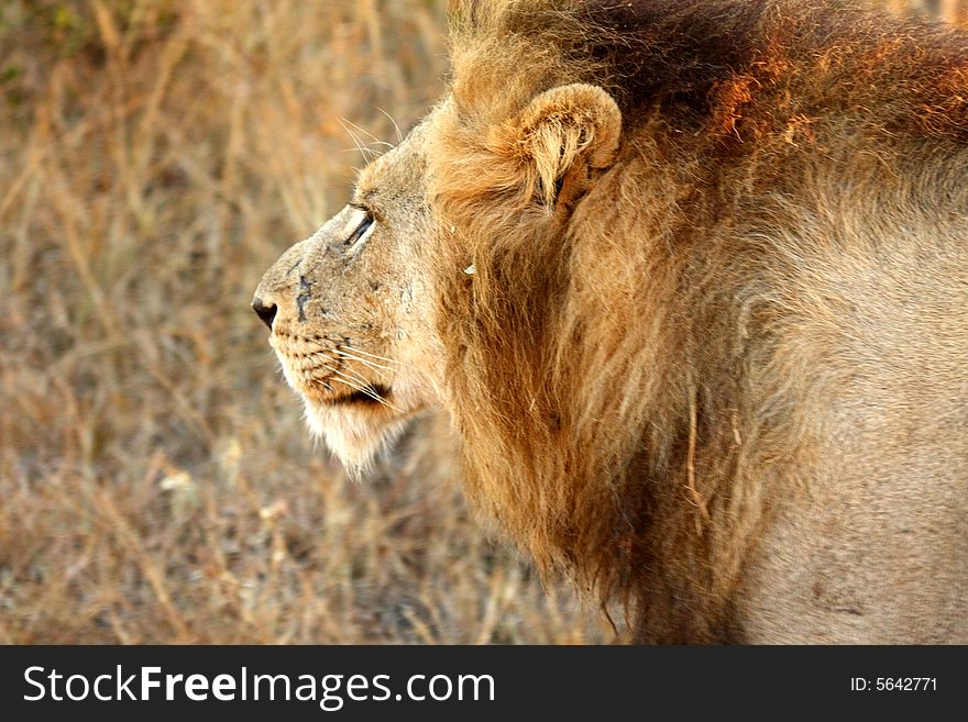 Lion in Sabi Sands Reserve, South Africa