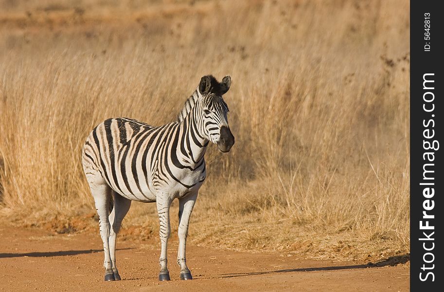 A young zebra standing in the road. A young zebra standing in the road