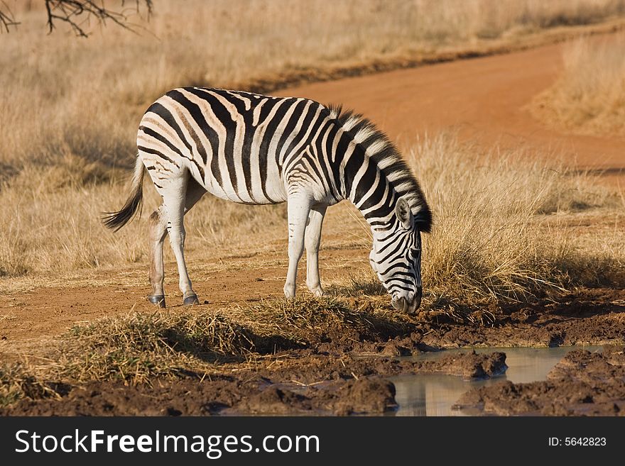 A young zebra drinking at the waterhole. A young zebra drinking at the waterhole