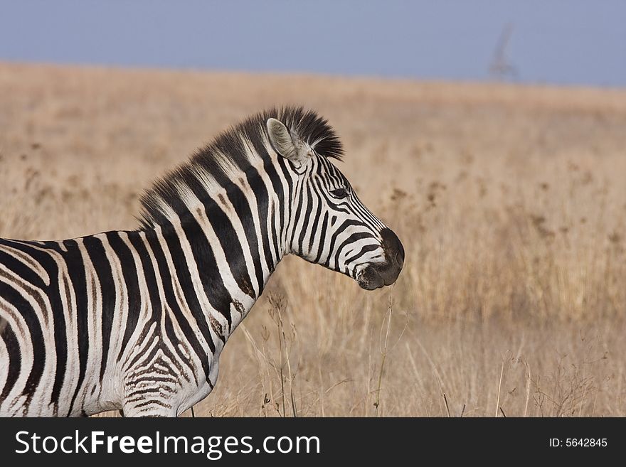 Profile of a zebra in the grass. Profile of a zebra in the grass