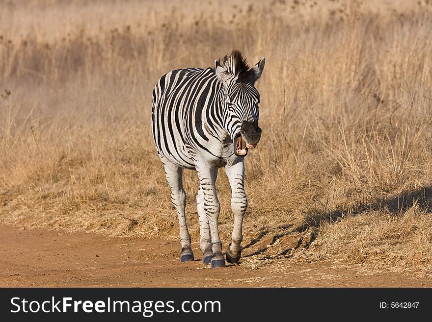 A Zebra walking in the road yawning. A Zebra walking in the road yawning