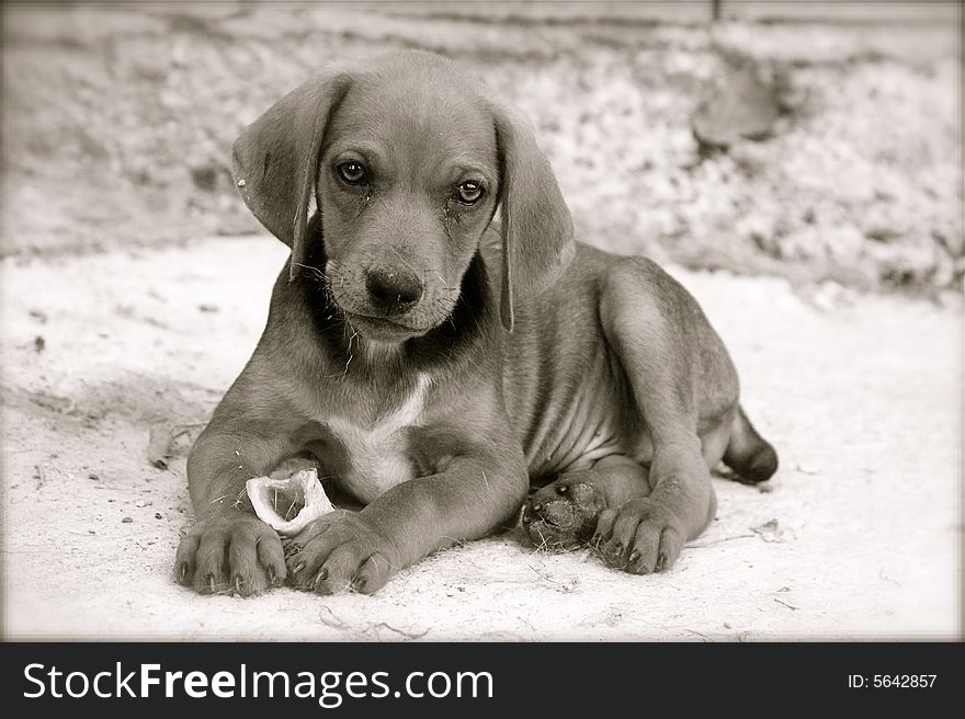 Portrait of puppy with the bone, toned bw and vanished borders