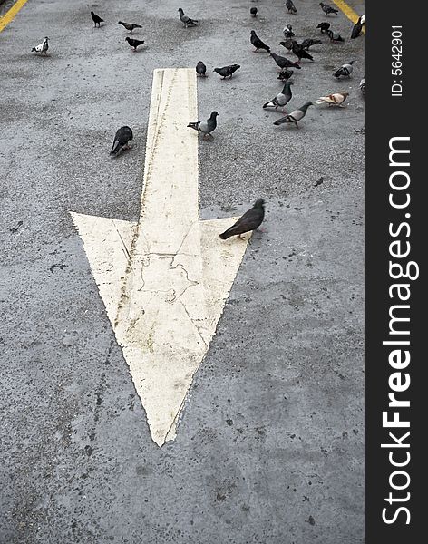 A white street arrow with pigeons