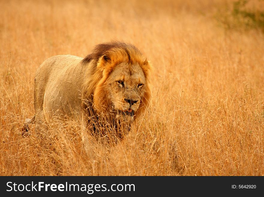 Lion in Sabi Sands